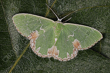 Eichenwald-Grünspanner