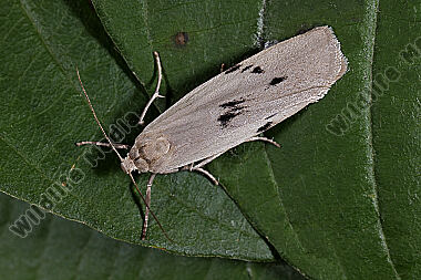 Erlenmoor-Flechtenbärchen