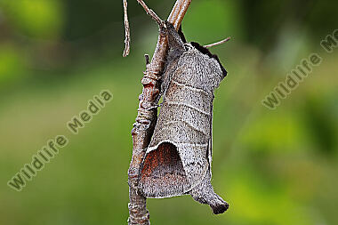 Erpelschwanz-Raufußspinner