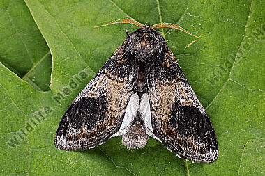 Espen-Zahnspinner Männchen