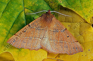 Federfühler-Herbstspanner