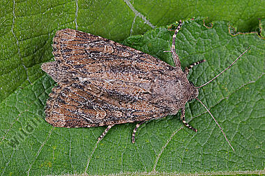 Feldflur-Grasbüscheleule