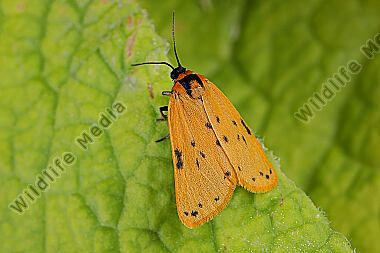 Felshalden-Flechtenbärchen