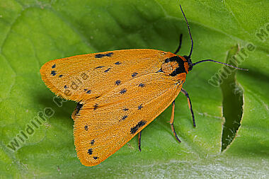 Felshalden-Flechtenbärchen