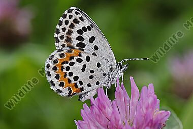 Fetthennen-Bläuling