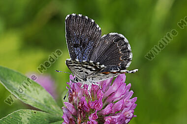 Fetthennen-Bläuling