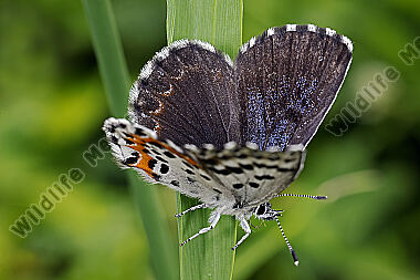 Fetthennen-Bläuling