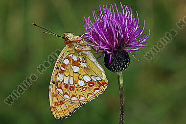 Feuriger Perlmuttfalter