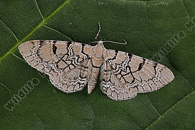 Geschmückter Taubenkropf-Blütenspanner