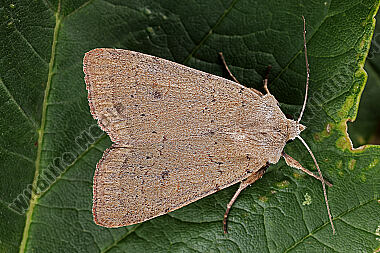 Ginsterheiden-Bodeneule