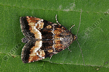 Grashalden-Halmeulchen