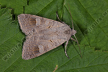 Graubraune Frühherbsteule