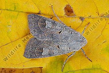Graubraune Frühherbsteule
