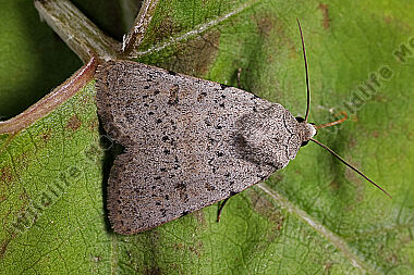 Graue Felsflur-Staubeule