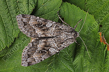 Graue Heidelbeereule