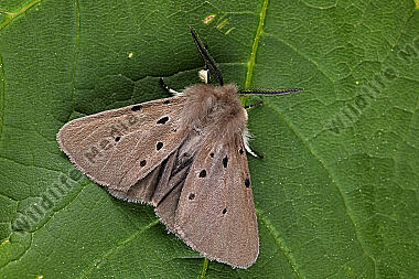 Grauer Fleckleibbär