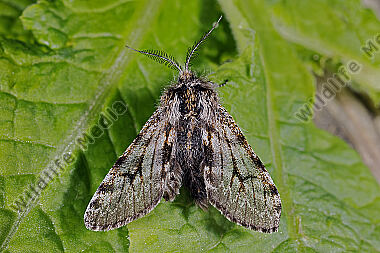 Grauer Laubholz-Dickleibspanner Männchen