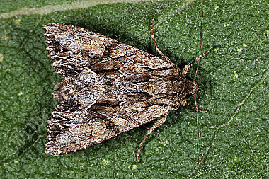 Große Grasbüscheleule