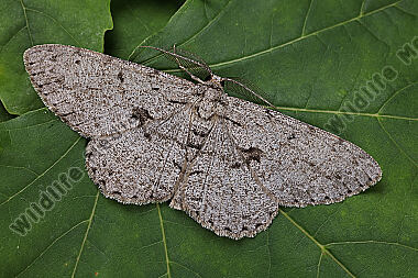 Großer Rindenspanner