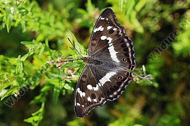 Großer Schillerfalter Weibchen