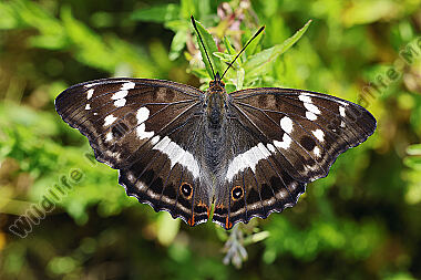 Großer Schillerfalter Weibchen