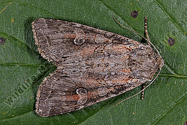 Hauhechel-Blättereule