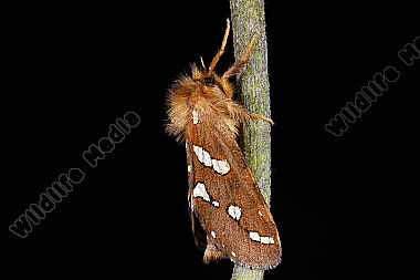 Heidekraut-Wurzelbohrer