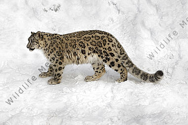 Schneeleopard im Schnee