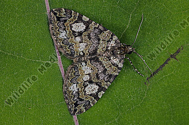 Heidelbeer-Palpenspanner