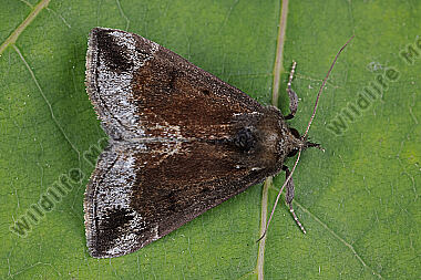 Heidelbeer-Schnabeleule