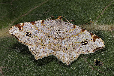 Hellgrauer Eckflügelspanner