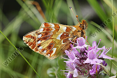 Hochalpen-Perlmuttfalter
