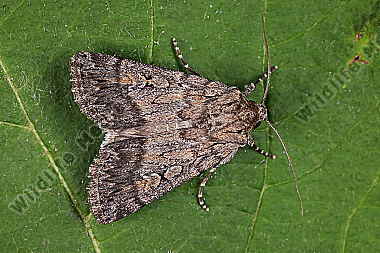 Höfners Felsgeröllhalden-Erdeule