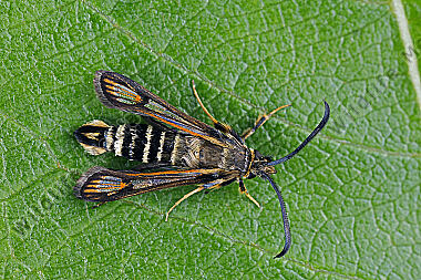 Hornklee-Glasflügler