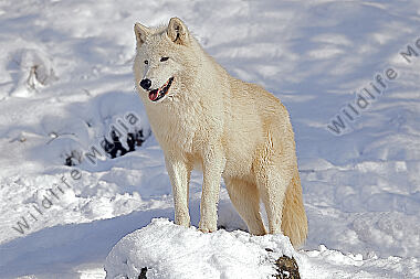 Polarwolf