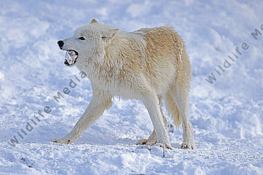 Polarwolf