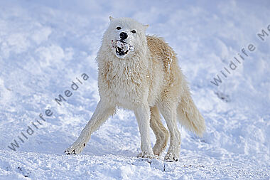 Polarwolf