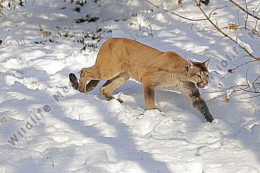 Puma im Schnee