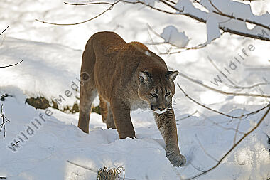 Puma im Schnee