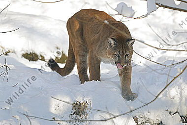 Puma im Schnee