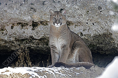 Puma im Schnee