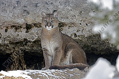 Puma im Schnee
