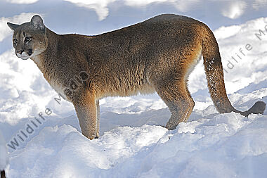 Puma im Schnee