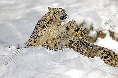 Schneeleopard im Schnee
