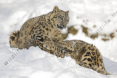 Schneeleopard im Schnee