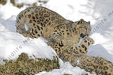 Schneeleopard im Schnee