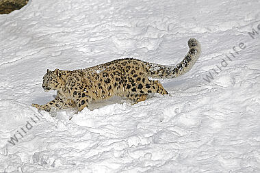 Schneeleopard im Schnee