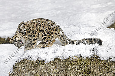Schneeleopard im Schnee