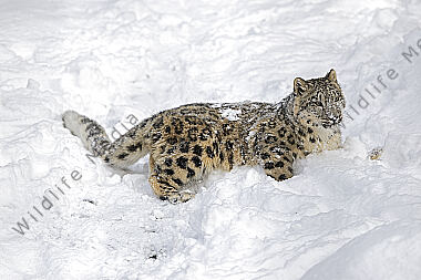 Schneeleopard im Schnee