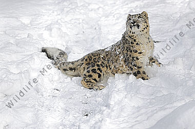 Schneeleopard im Schnee